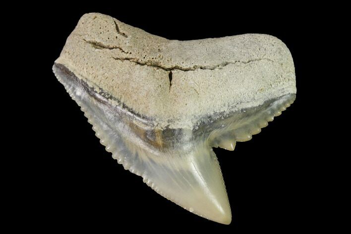 Fossil Tiger Shark (Galeocerdo) Tooth - Aurora, NC #143921